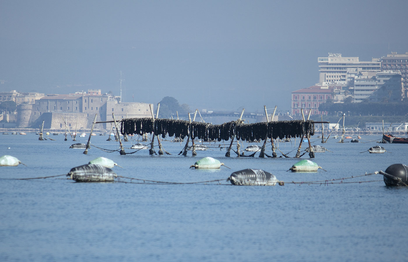 cozze del mar ionio_Taranto