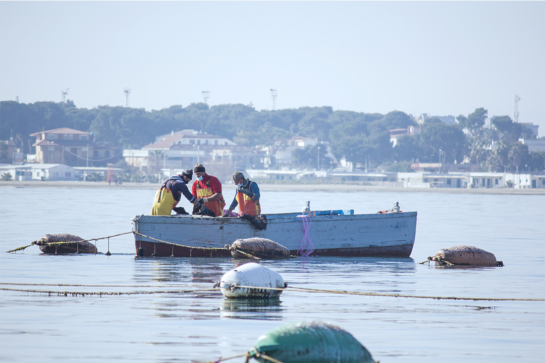 fratelli d'andria_lavorazione cozze