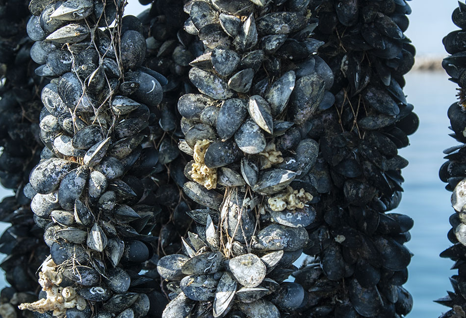 allevamenti-mitili-cozze-taranto